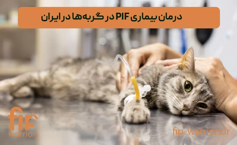 چگونه داروی GS برای درمان FIP گربه ها را در ایران خریداری کنیم؟