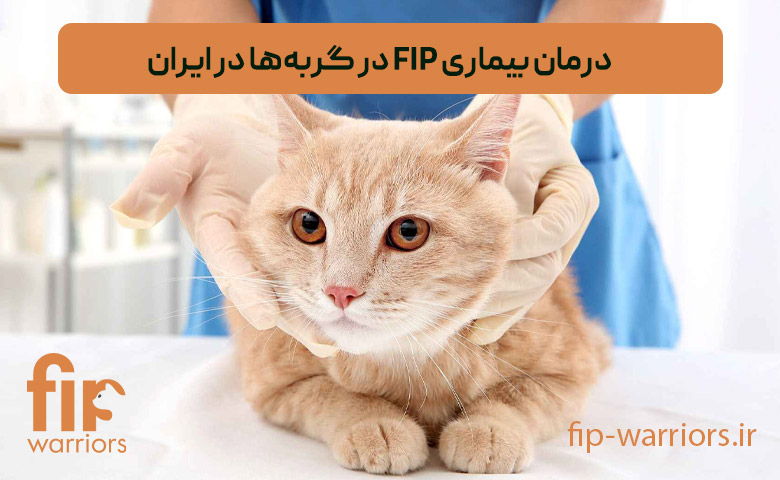 چگونه داروی GS برای درمان FIP گربه ها را در ایران خریداری کنیم؟