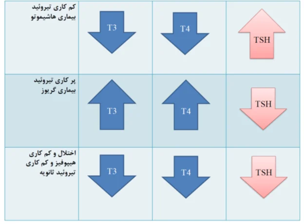 رنج نرمال t4 در بزرگسالان