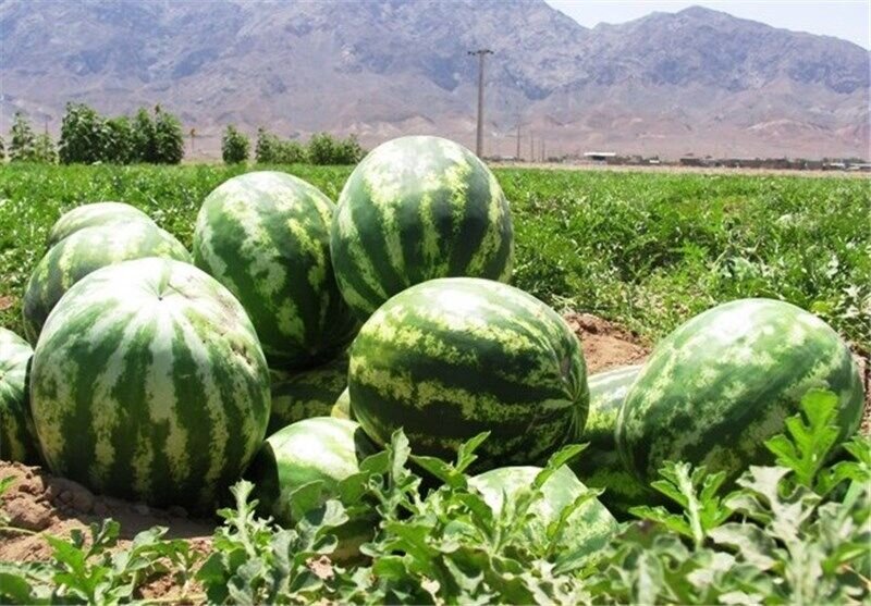 میانگین غلظت نیترات در هندوانههای کشور کمتر از ۱۰ میلیگرم بر کیلوگرم - خبرگزاری مهر | اخبار ایران و جهان