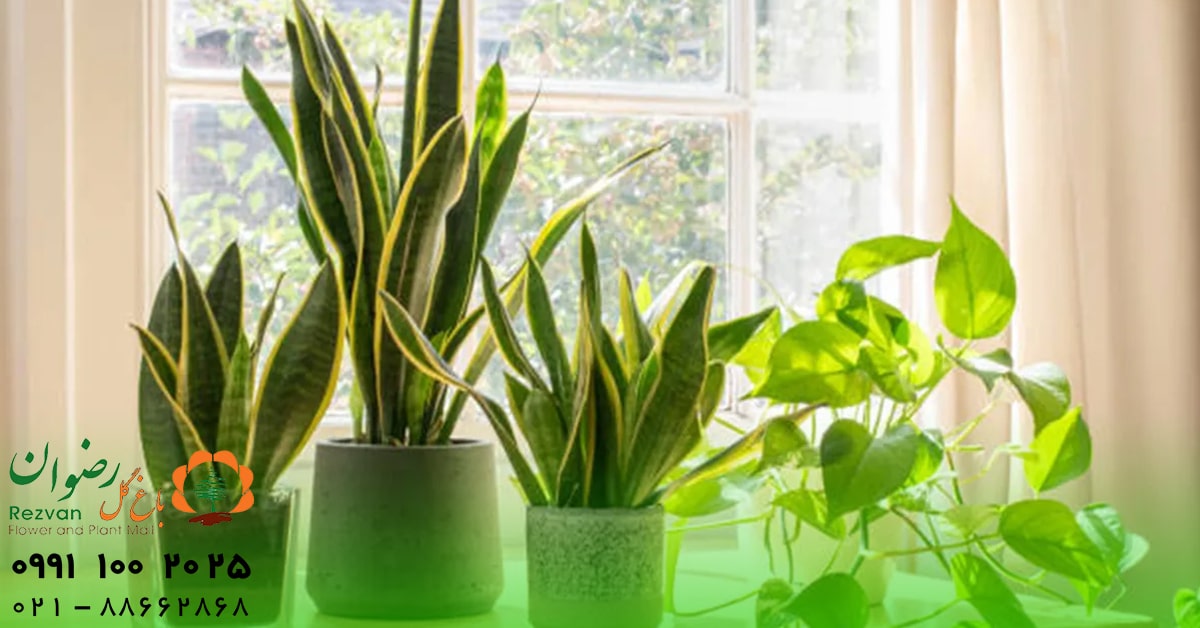 دکوراسیون | خانواده گل و گیاه آپارتمانی مفید و مناسب اتاق پذیرایی؛ راهنمای کامل انتخاب و نگهداری