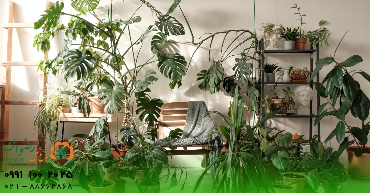 دکوراسیون | خانواده گل و گیاه آپارتمانی مفید و مناسب اتاق پذیرایی؛ راهنمای کامل انتخاب و نگهداری
